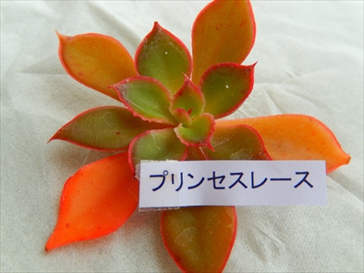 2014年最後のロウルサンコ便(○´艸`) 2014年最後のロウルサンコ便(○´艸`)