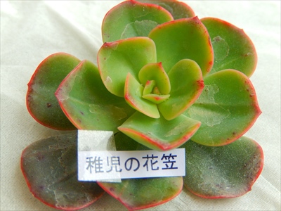2014年最後のロウルサンコ便(○´艸`) 2014年最後のロウルサンコ便(○´艸`)