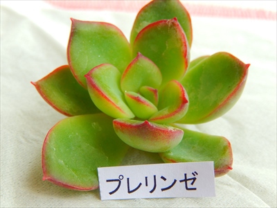 2014年最後のロウルサンコ便(○´艸`) 2014年最後のロウルサンコ便(○´艸`)