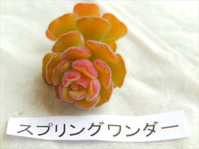 2014年最後のロウルサンコ便(○´艸`) 2014年最後のロウルサンコ便(○´艸`)