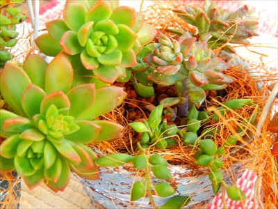 お庭の貴重な寄せ植えたち(≧m≦) お庭の貴重な寄せ植えたち(≧m≦)