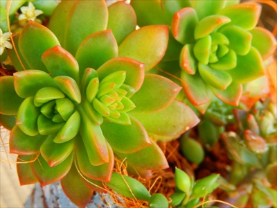 お庭の貴重な寄せ植えたち(≧m≦) お庭の貴重な寄せ植えたち(≧m≦)