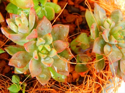 お庭の貴重な寄せ植えたち(≧m≦) お庭の貴重な寄せ植えたち(≧m≦)