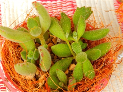 お庭の貴重な寄せ植えたち(≧m≦) お庭の貴重な寄せ植えたち(≧m≦)