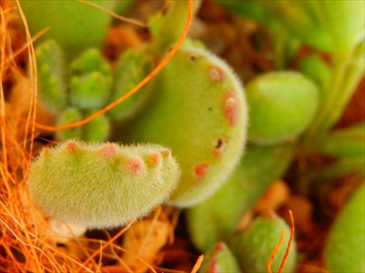 お庭の貴重な寄せ植えたち(≧m≦) お庭の貴重な寄せ植えたち(≧m≦)