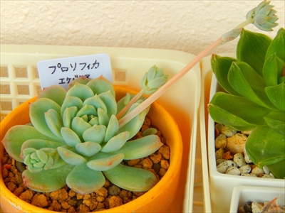 花芽がニョロン♪ラッシュ中(≧ω≦) 花芽がニョロン♪ラッシュ中(≧ω≦)