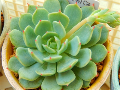 花芽がニョロン♪ラッシュ中(≧ω≦) 花芽がニョロン♪ラッシュ中(≧ω≦)