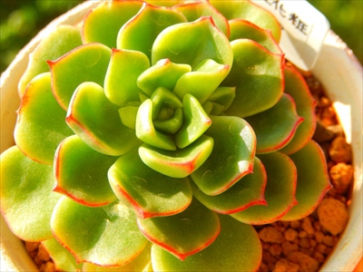とりあえず多肉、それに限る(。・・)ノ とりあえず多肉、それに限る(。・・)ノ