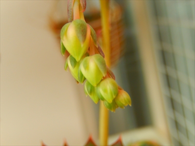 花芽が可愛すぎる件(o´▽`o) 花芽が可愛すぎる件(o´▽`o)