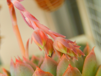 花芽が可愛すぎる件(o´▽`o) 花芽が可愛すぎる件(o´▽`o)