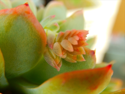花芽が可愛すぎる件(o´▽`o) 花芽が可愛すぎる件(o´▽`o)