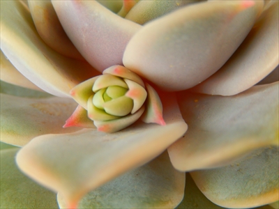 花芽が可愛すぎる件(o´▽`o) 花芽が可愛すぎる件(o´▽`o)