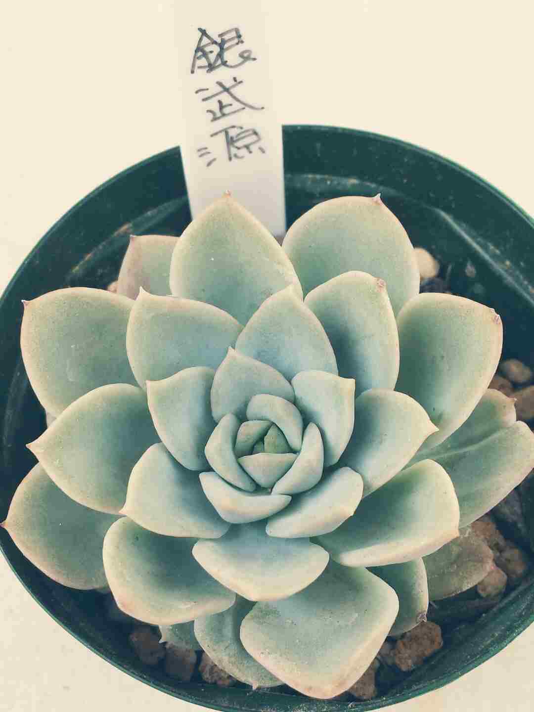 やっぱり狩っちゃうよねぇヽ(´∀`。)ノ やっぱり狩っちゃうよねぇヽ(´∀`。)ノ