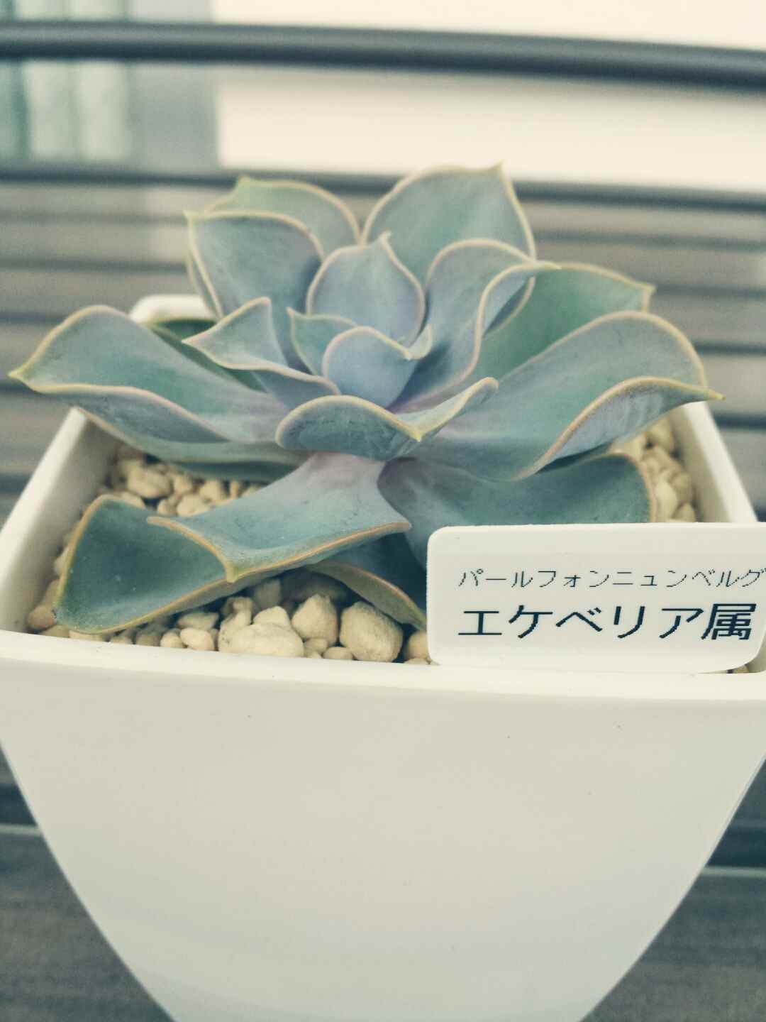 ラベリングをしましょ( ・∇・) ラベリングをしましょ( ・∇・)