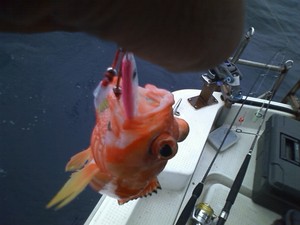 伊江島釣行