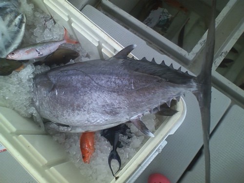お盆の魚