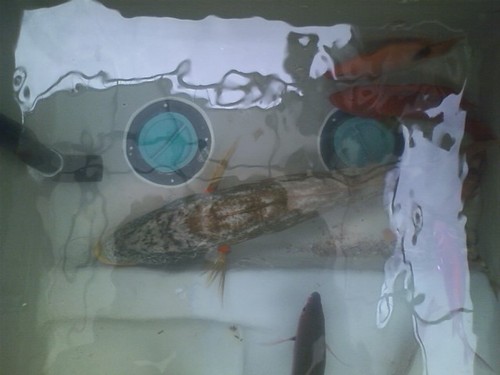 お盆の魚