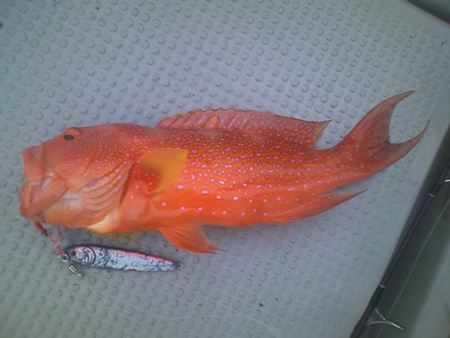 お盆の魚