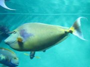 ひょんなところで、お目にかかりましたねぇ・・・^^;