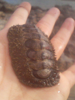 ウニ君♪