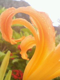 ラジャ!
