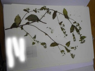 再わたわたわったわた
