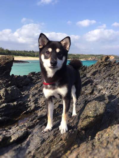 看板犬、ツバキの新たな発見! 看板犬、ツバキの新たな発見!
