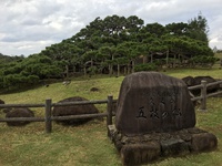 久米島の五枝の松、沖縄の二大名松とよばれる五枝の松は、日本の名松百選にも選ばれる樹齢250年を超える天下随一の一本松