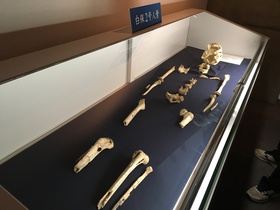 白保竿根田原洞穴遺跡が国内初の旧石器墓地と認定！発見された人骨19体の一部が沖縄県立埋蔵文化財センターで公開中