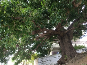 内間の大アカギ、浦添市文化財にも指定された、沖縄戦の戦火を逃れた貴重な巨大老木
