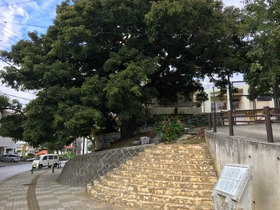 内間の大アカギ、浦添市文化財にも指定された、沖縄戦の戦火を逃れた貴重な巨大老木