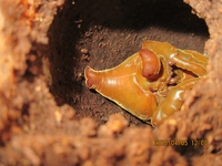 ケブカヒメカブト の 蛹 と 成虫 確認 ! ケブカヒメカブト の 蛹 と 成虫 確認 !