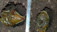 ケブカヒメカブト の 蛹 と 成虫 確認 ! ケブカヒメカブト の 蛹 と 成虫 確認 !