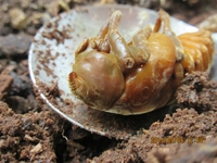 ケブカヒメカブト の 蛹 と 成虫 確認 ! ケブカヒメカブト の 蛹 と 成虫 確認 !