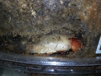 悪石島産&中之島産 羽化!!