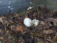 1匹 孵化確認 でも ・・・・・ 1匹 孵化確認 でも ・・・・・