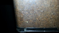 シカクワ 順調に産卵を確認!!! シカクワ 順調に産卵を確認!!!