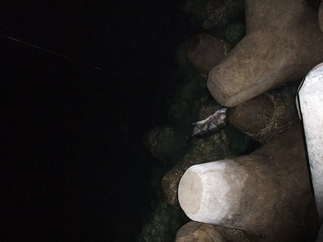初カマジーは生涯サイズ!!!