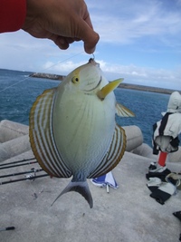 初カマジーは生涯サイズ!!!
