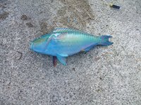 初カマジーは生涯サイズ!!!