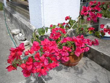 沖縄の夏の花
