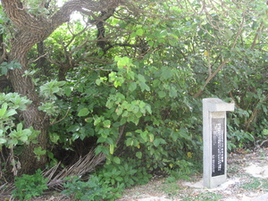 照喜名原のモンパの木の群落