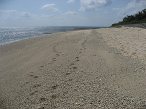 長浜ビーチ