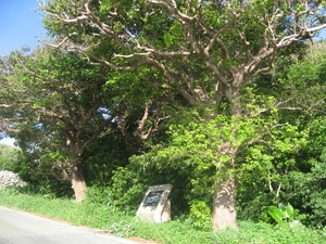 字西の植物群落