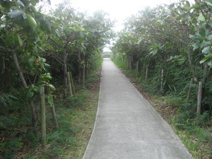 通り池