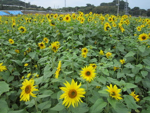 ひまわりin北中城　開花状況