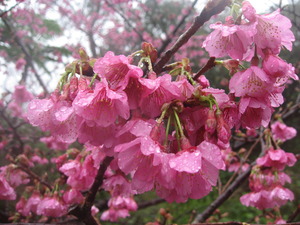 日本一早い桜の開花
