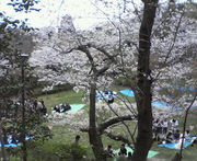 お花見~浜松城公園~