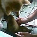 はなちゃん