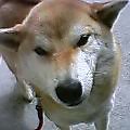 はなちゃん